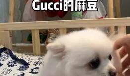 猪麻豆,探寻农业科技与生态养殖的完美融合